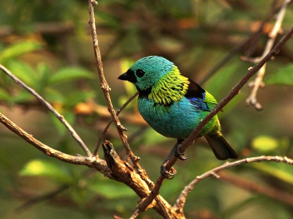 Photographier les oiseaux du jardin : techniques et astuces pour capturer leur beauté naturelle