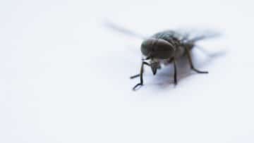 Alerte aux invasions : comment les insectes compromettent la sécurité de votre foyer